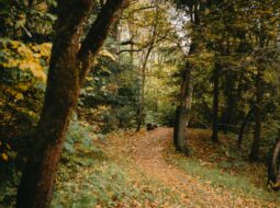 Wildlife Corridors