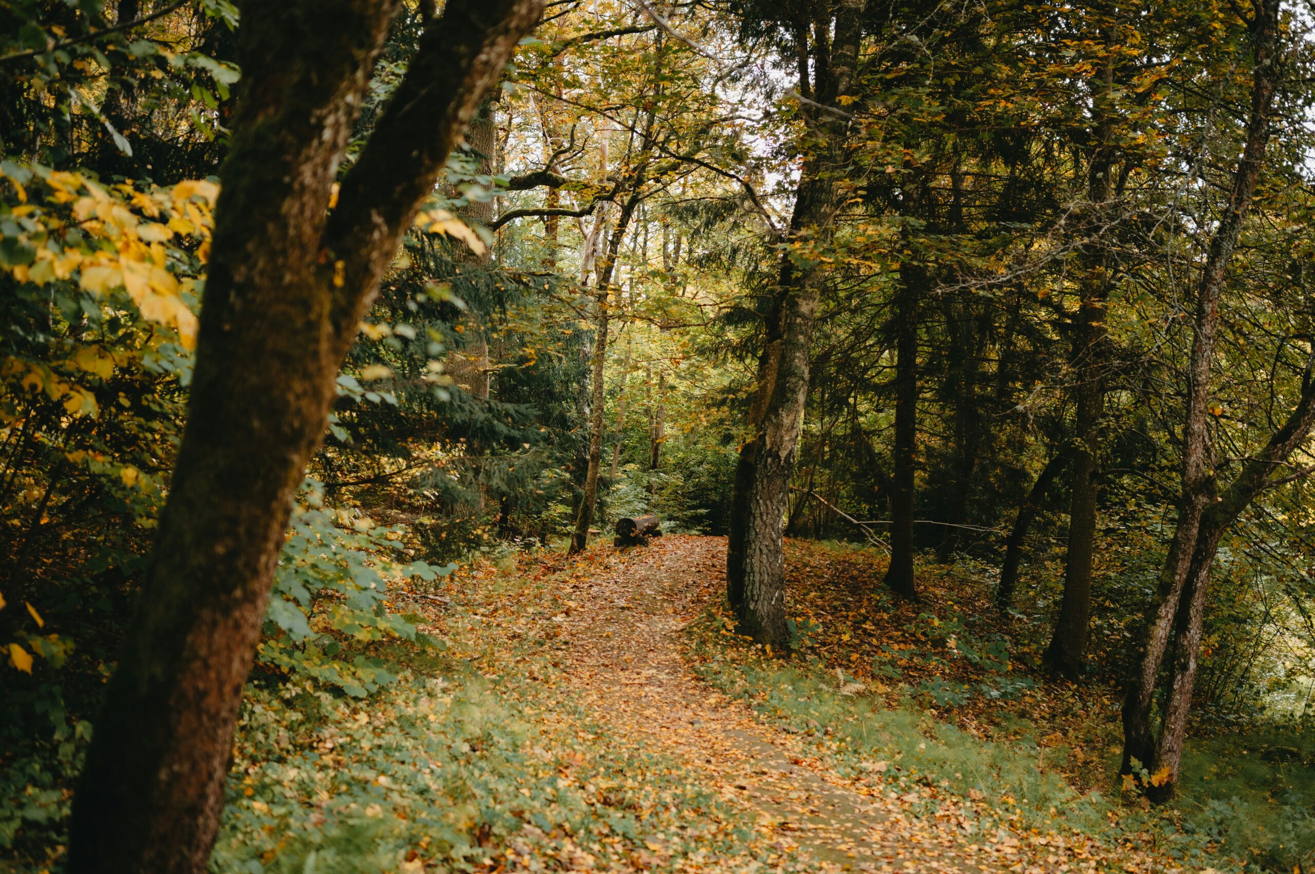 Wildlife Corridors