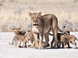 Protect Wildlife