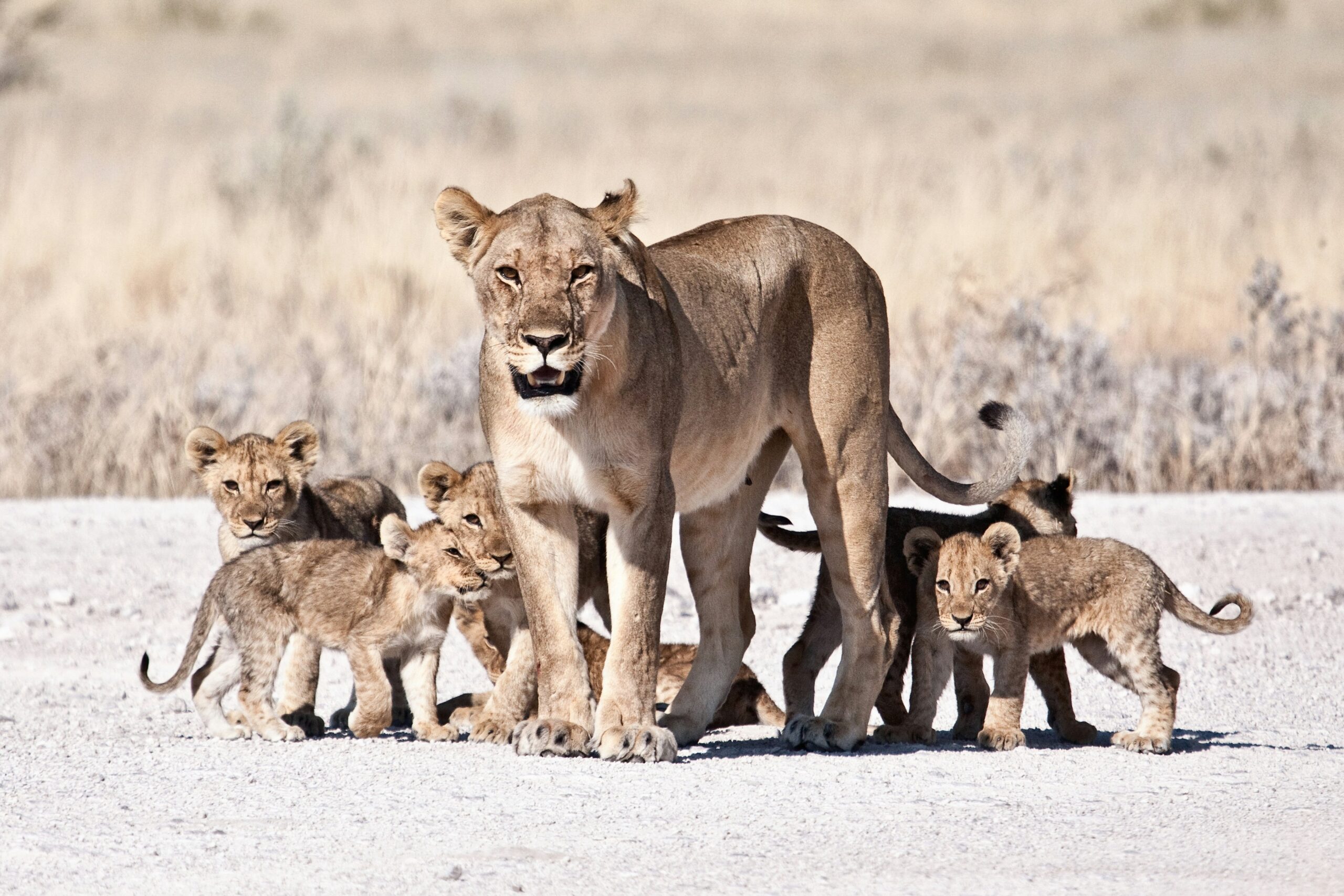 Protect Wildlife