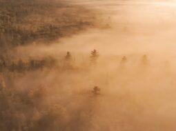 Threading the Wild Why Connecting Landscapes Safeguards Our Natural World