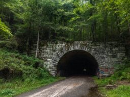 Adam Gebb - Wildlife Migration