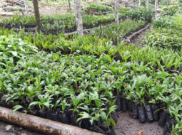 Adam Gebb - Food Sovereignty